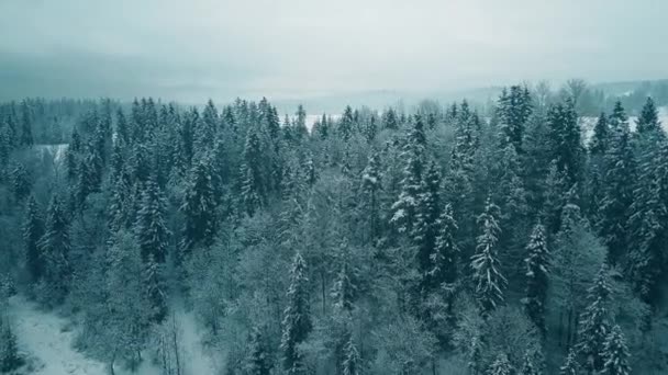 Vue aérienne d'une forêt enneigée en hiver — Video