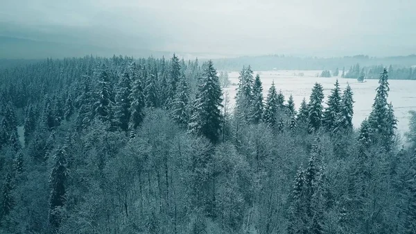 Flygfoto över en snöig skog på vintern — Stockfoto