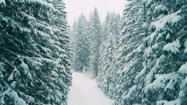 Foto aérea de un bosque en la nieve pesada — Vídeo de stock