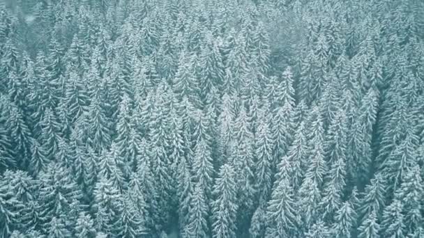 Vista aérea de los árboles cubiertos de nieve en invierno — Vídeos de Stock