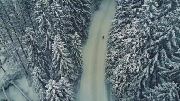 Вид з повітря на людей, що ходять у засніженому зимовому лісі — стокове відео
