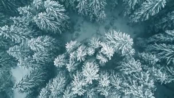 Vue aérienne du haut vers le bas d'une forêt dans la neige tombante — Video