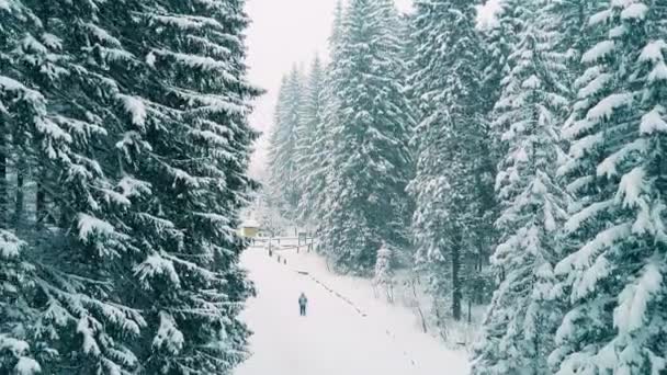 Повітряний постріл людей, що ходять у лісі на снігу — стокове відео