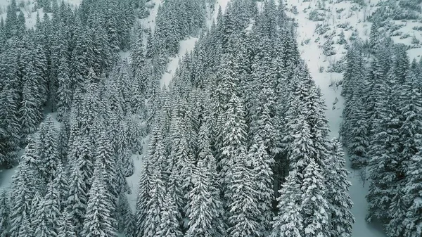 Flygfoto över en bergig skog i snön — Stockfoto