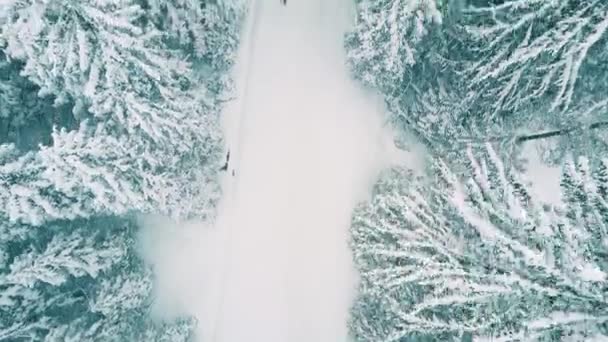 Zdjęcia lotnicze osoby piesze wycieczki w lesie w śniegu — Wideo stockowe