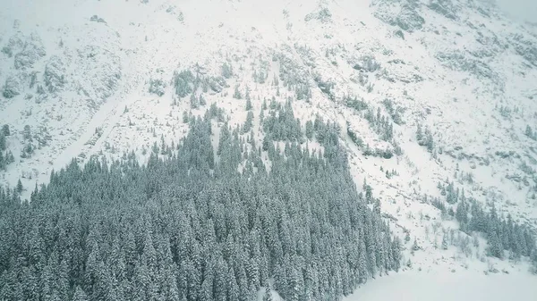 Flygfoto av en highland skog i fallande snö — Stockfoto