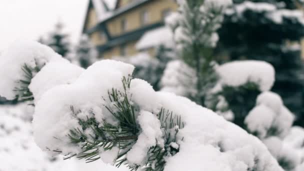 Ramos de pinheiro cobertos de neve no inverno — Vídeo de Stock