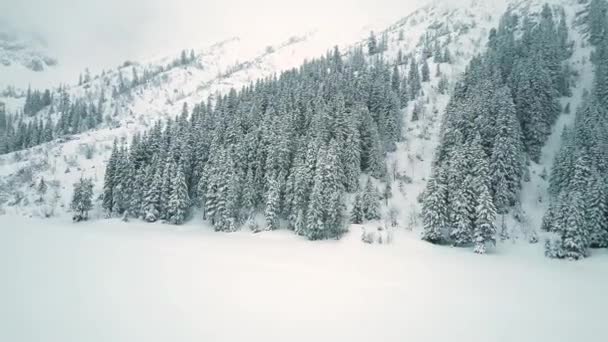 Vedere aeriană a unei păduri muntoase în timpul iernii — Videoclip de stoc