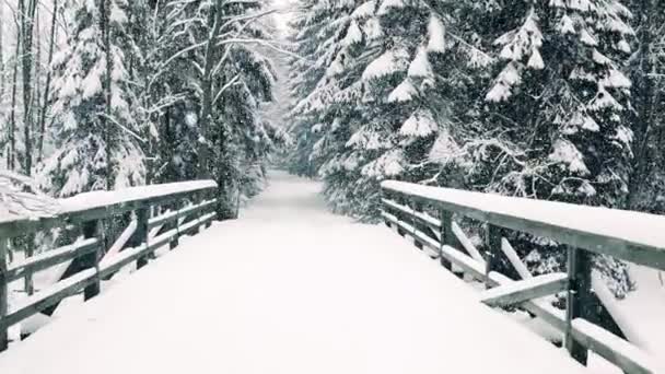 POV shot, walk along beautiful winter forest road and the bridge in falling snow — Stock Video