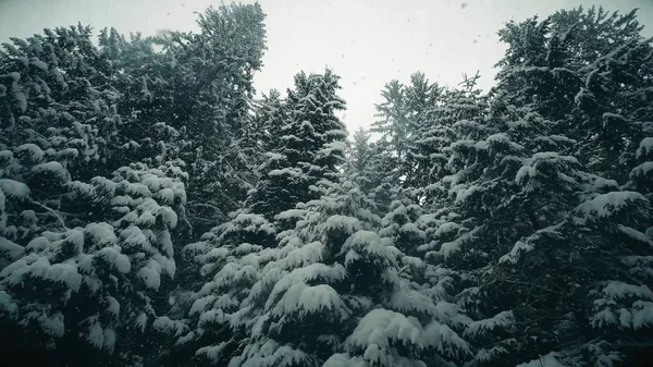 Árvores em queda de neve, tiro de ângulo baixo — Fotografia de Stock