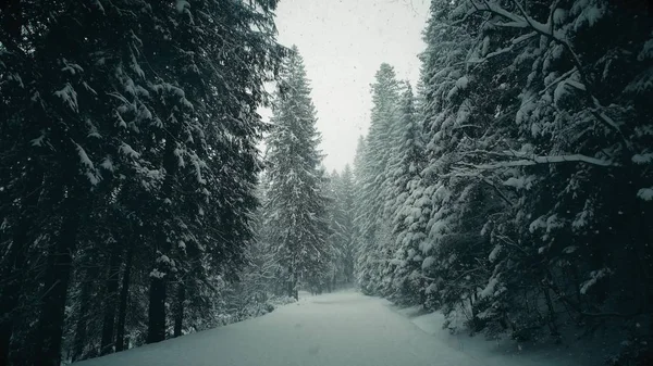 Estrada da floresta de inverno em queda de neve — Fotografia de Stock