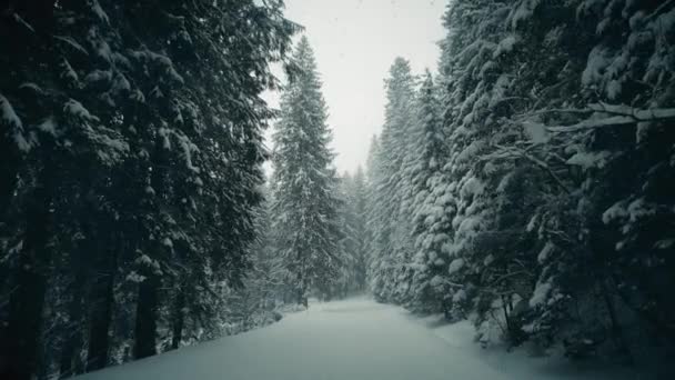 Steadicam promenera längs skogen vinterväg i fallande snö — Stockvideo