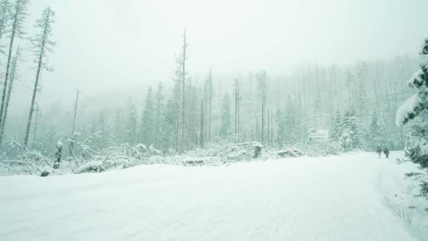 冬の森で重い嵐の後折れた木をで歩く人 — ストック動画
