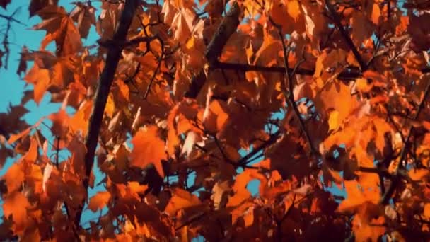 Zwaaiende oranje herfstbladeren op blauwe lucht achtergrond. Esdoorn boom close-up schot — Stockvideo