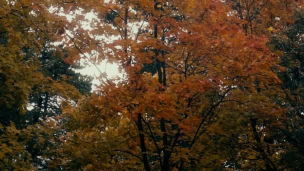 Super slow motion shot van vallende herfstbladeren op bosachtergrond — Stockvideo