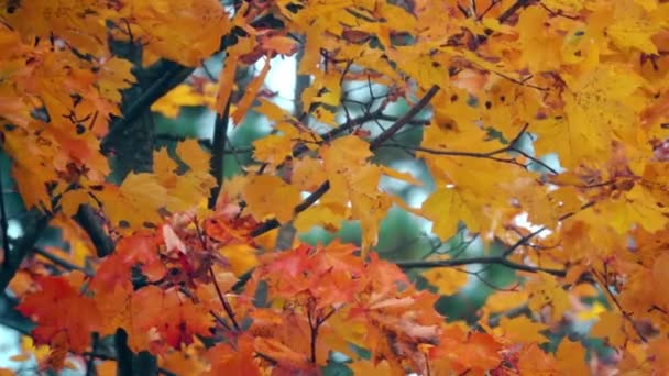 Zwaaien oranje esdoorn bladeren in de herfst, slow motion schot — Stockvideo