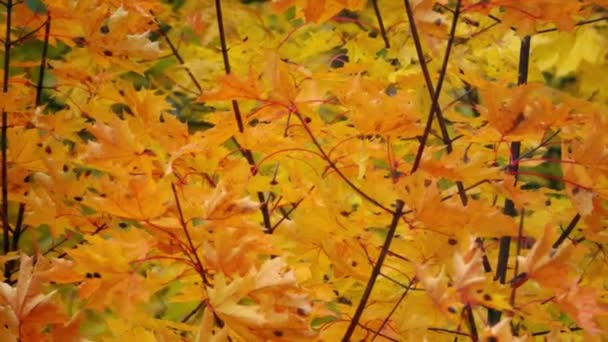 Acenando folhas de bordo de outono amarelo e laranja, tiro em câmera lenta — Vídeo de Stock
