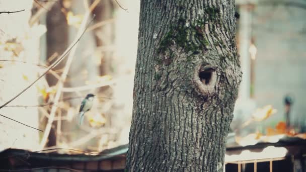 Αργή κίνηση σουτ ενός πουλιού titmouse που φέρουν στο δέντρο κούφια — Αρχείο Βίντεο