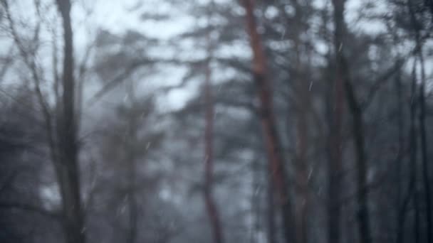 Śnieg pada na niewyraźne tło drzew, strzał w zwolnionym tempie — Wideo stockowe