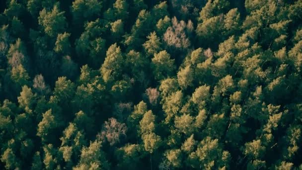 Vue aérienne vers le bas d'une forêt mixte au début du printemps — Video