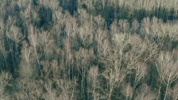 봄에 러시아의 오래 된 일반 묘지와 잎없는 나무를 공중에서 찍은 사진 — 비디오