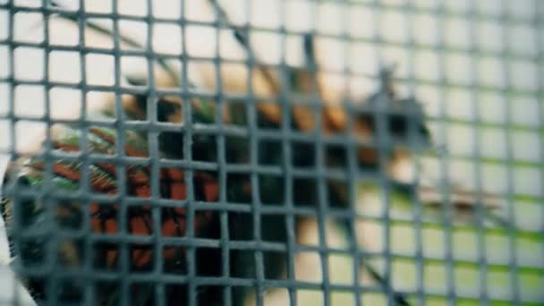Big scary bug crawls on the mesh, macro shot — Stock Video