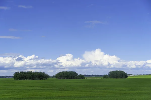 Alberi in campo estivo con nuvole — Foto Stock