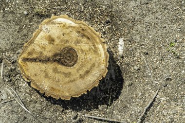 Ağaç gövdesini kestikten sonra sola kır