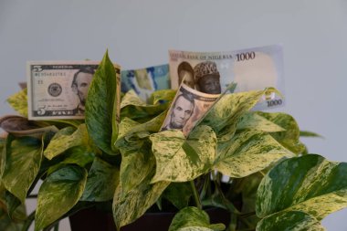 Amerikan, Nijerya ve Kanada banknotları olan bir ofis.