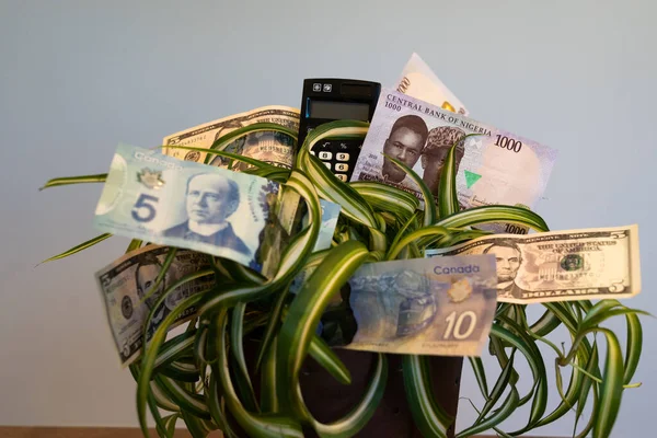 Office plant with American, Nigerian and Canadian bank notes — Stock Photo, Image
