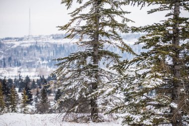 Şiddetli bir kar fırtınasından sonra ağaçlar karla kaplandı