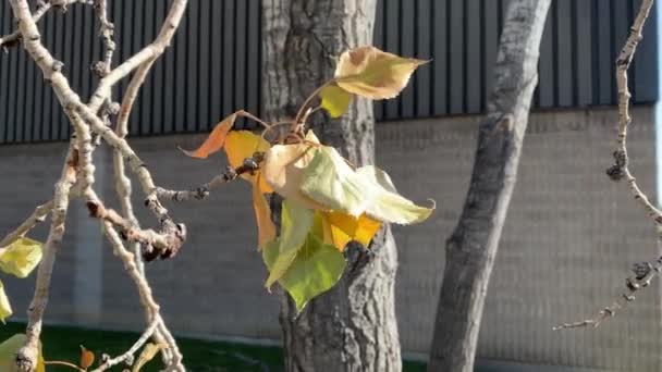 Automne Feuilles d'automne soufflant dans le vent — Video
