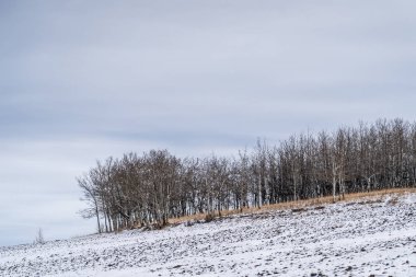 Tepedeki ağaçlar kırsal alanda aşağıya doğru eğimli.