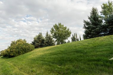 Yaz boyunca parkta ağaçlar tepenin üstünde