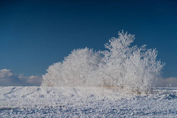 겨울에는 야외 밭에 쌓인 눈으로 뒤덮인 나무들 — 스톡 사진