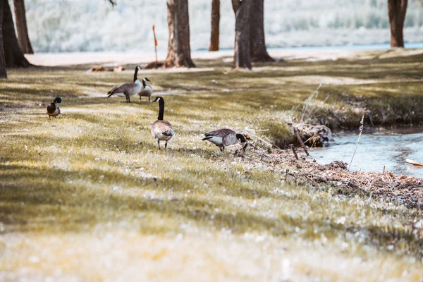 Aves no parque nacional ao ar livre no verão — Fotografia de Stock