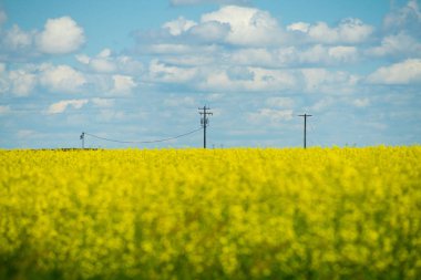 Alberta Kanada 'daki organik kanola tarlası