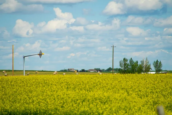 Ekologiska Canola fält i Alberta Kanada gård — Stockfoto