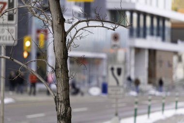 Şehir merkezindeki ağaçlar kışın