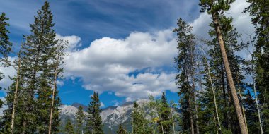 Ağaçlar ormanda, dağlar arka planda