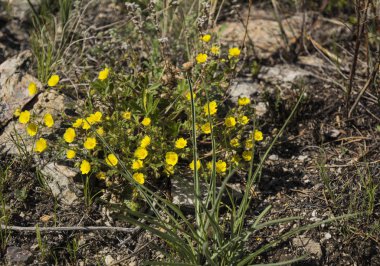 Bozkır çiçekleri. Çiçeklerin taş.