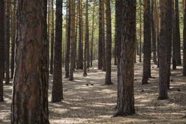 Çam ormanı. Ağaç gövdeleri görünümünü. Güneşli bir günde orman.