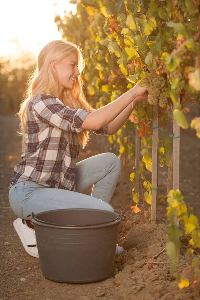 Mulher colhendo uva durante a colheita do vinho na vinha no final de autu — Fotografia de Stock
