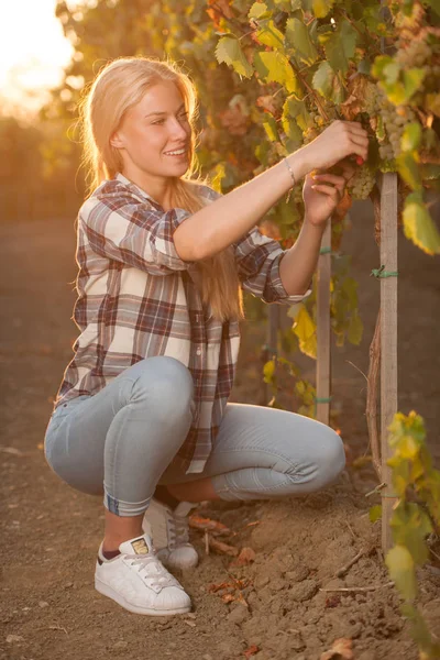 Mulher colhendo uva durante a colheita do vinho na vinha no final de autu — Fotografia de Stock