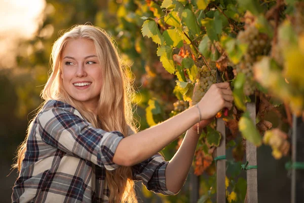 Žena sběr hroznů během vinobraní na vinici na konci autu — Stock fotografie