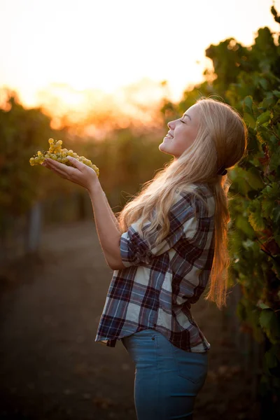 Vrouw plukken druif tijdens de wijnoogst in wijngaard op late autu — Stockfoto