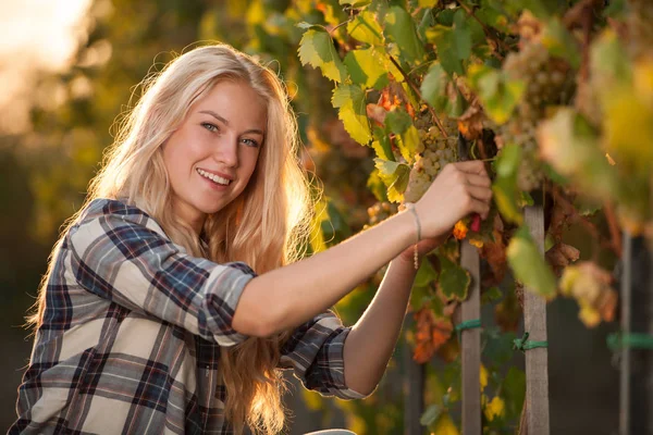 Žena sběr hroznů během vinobraní na vinici na konci autu — Stock fotografie