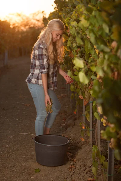 Vrouw Die Druiven Plukt Tijdens Wijnoogst Wijngaard Late Herfstmiddag — Stockfoto