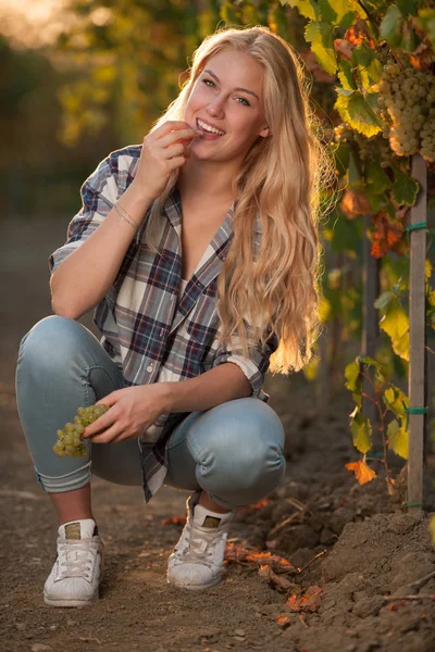 Žena Sběr Hroznů Během Sklizně Vína Vinici Konci Podzimního Odpoledne — Stock fotografie