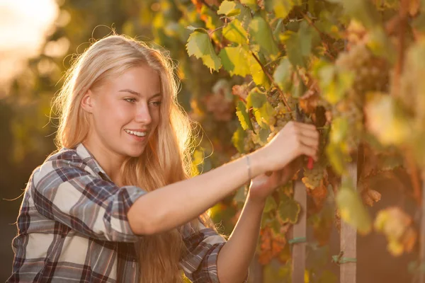 Vrouw plukken druif tijdens de wijnoogst in wijngaard op late autu — Stockfoto